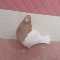 کب باشلی
