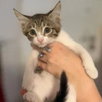 بچه گربه ۲ماهه