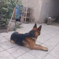 واگذاری ی قلاده ژرمن