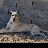 سگ گله ای|سگ|بردسکن, |دیوار