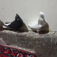 دم سفیدتوقی