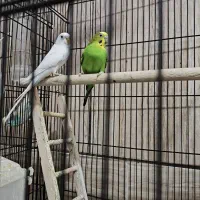 مرغ عشق تخم گزار|پرنده|سیرجان, |دیوار