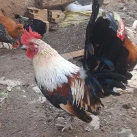 مرغ و خروس و بوقلمون|حیوانات مزرعه|قزوین, |دیوار