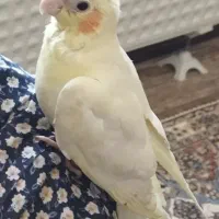 جوجه عروس هلندی گمشده