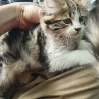 پرشین دوعدد واگذاری رایگان مکاننمین