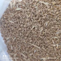 گندم و گشنیز فروشی زیر قیمت