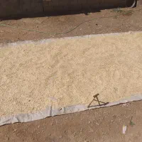 تخمه کدو درجه یک در حد صادارت