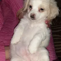 واگذاری توله اشپیتز|سگ|اهواز, گلستان|دیوار