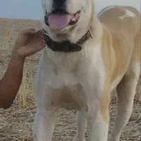توله آلابای روس هشت ماهه نر