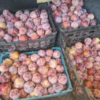 آلو تاجیک درجه یک درشت