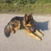 ژرمن شو ۱ ساله