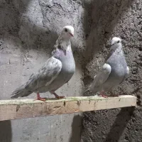 ۵تا کبوتر|پرنده|عجب شیر, |دیوار