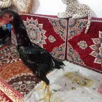 لاری اوشامو