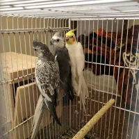 ۳تا عروس هلندی