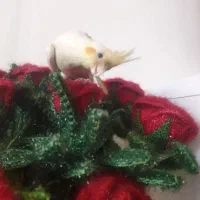 گمشده عروس هلندی|حیوانات|نقده, |دیوار