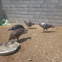 بقلمون فروشی