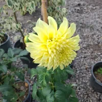 فروشنده‌و همکار در گلخانه