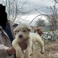 سگ سرابی نر