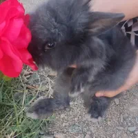 خرگوش لوپی پشمالو