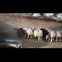 گوسفند فروشی چهاردانگه واطراف شهرک