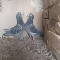 جفت چاپی وزاغ