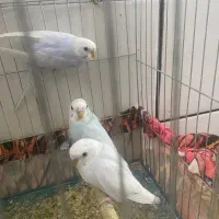 جفت مرغ عشق بالغ|پرنده|داراب, |دیوار