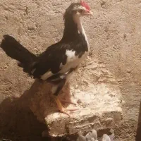 سلام خروس جوان گلین شهر ملاثانی|حیوانات مزرعه|باوی, |دیوار