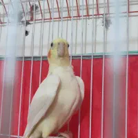 عروس لوتینو بالغ نر|پرنده|طبس, |دیوار