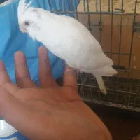 عروس هلندی آلبینو چشم سورخ|پرنده|درگهان, |دیوار