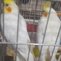 عروس هلندی سخنگو