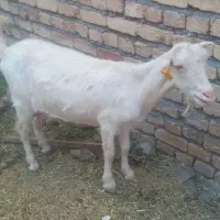 بز سانن جوان