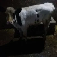 گوساله هلشتاین