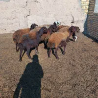 شیشک پشندی قرمز آبستن