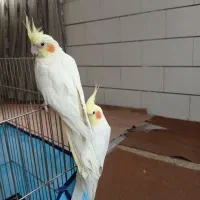 عروس هلندی مولد سر حال و سالم