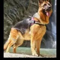 سگ نگهبان