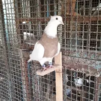 ماده طوقی|پرنده|خرمشهر, |دیوار