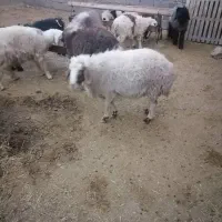 کوهه شیشک چاق