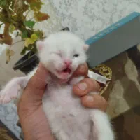 گربه بریتیش گوش کوتاه