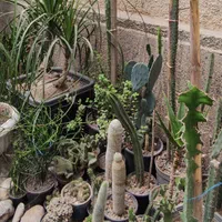 گل و کاکتوس|گل و گیاه طبیعی|گرگان, |دیوار