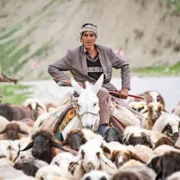 درخواست کارگر چوپان