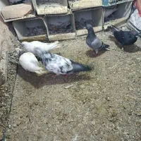 کبوتر|پرنده|بیستون, |دیوار