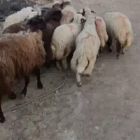 بره پروار درجه یک