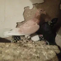 کوهی دورگ دوجفت|پرنده|فولادشهر, فولادشهر|دیوار