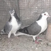 ۲جفت دستگردی|پرنده|اصفهان, برزان|دیوار