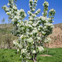 هرس انواع درختان به صورت کاملا اصولی وبه روز