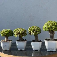 درختچه بنسای خرفه جید کراسولا|گل و گیاه طبیعی|تهران, نجات اللهی|دیوار