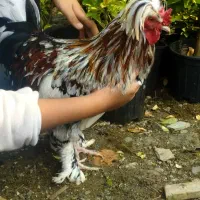 خروس سلطان|حیوانات مزرعه|چابکسر, |دیوار