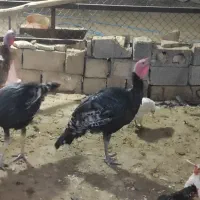 بوقلمون نر جوان|حیوانات مزرعه|فسا, |دیوار