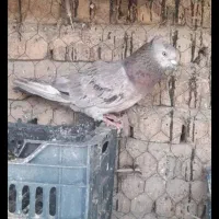 کفتر باخت داده