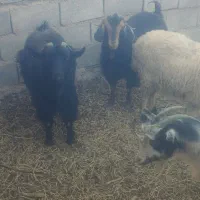 بز جوان ابستن